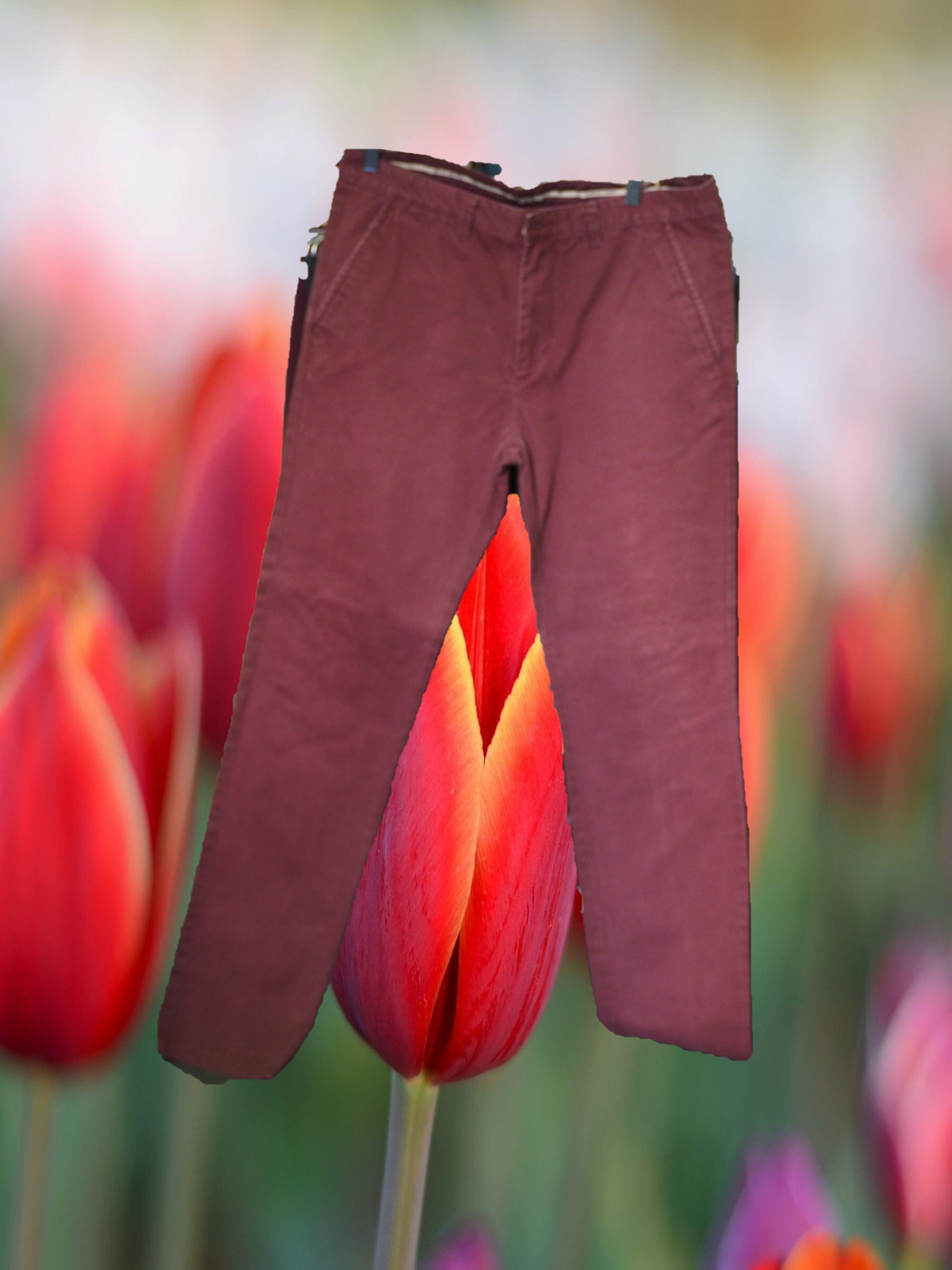 PANTALÓN CABALLERO CHINO  GRANATE